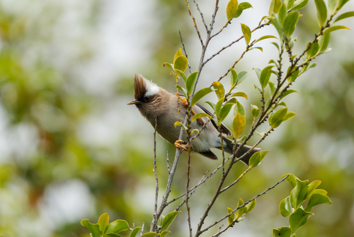 White-collared Yuhina (Parayuhina diademata), photo 6