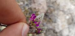 Dalea sericea