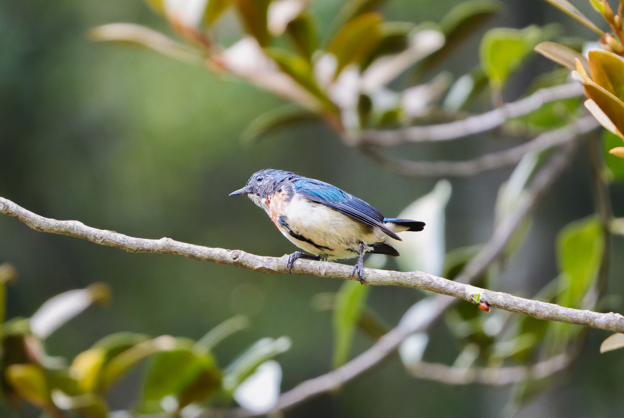 Fire-breasted Flowerpecker