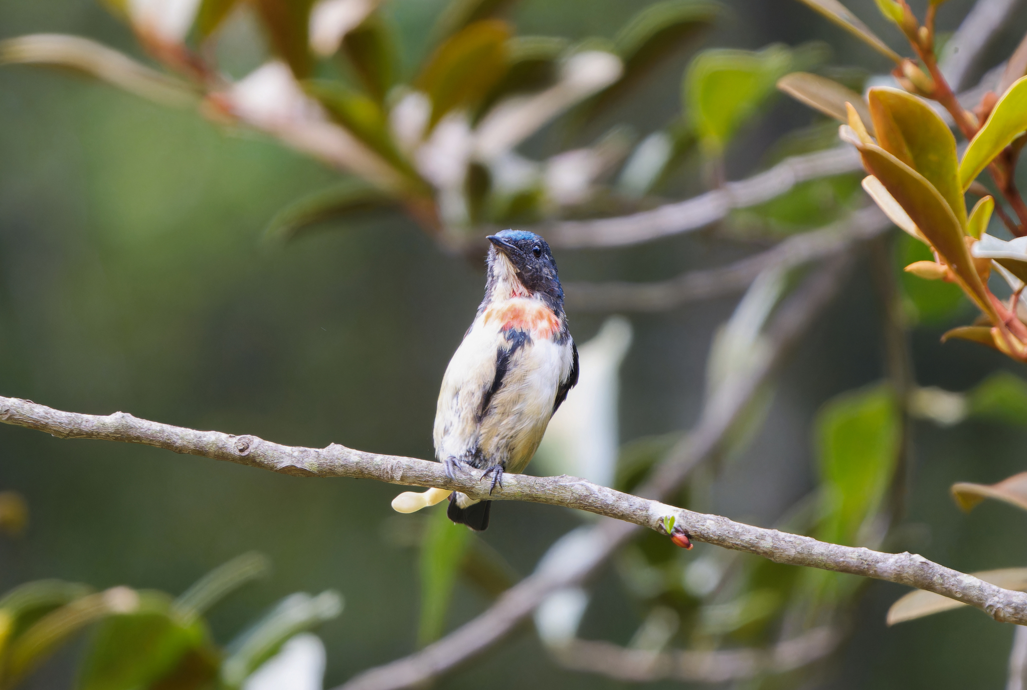 Fire-breasted Flowerpecker