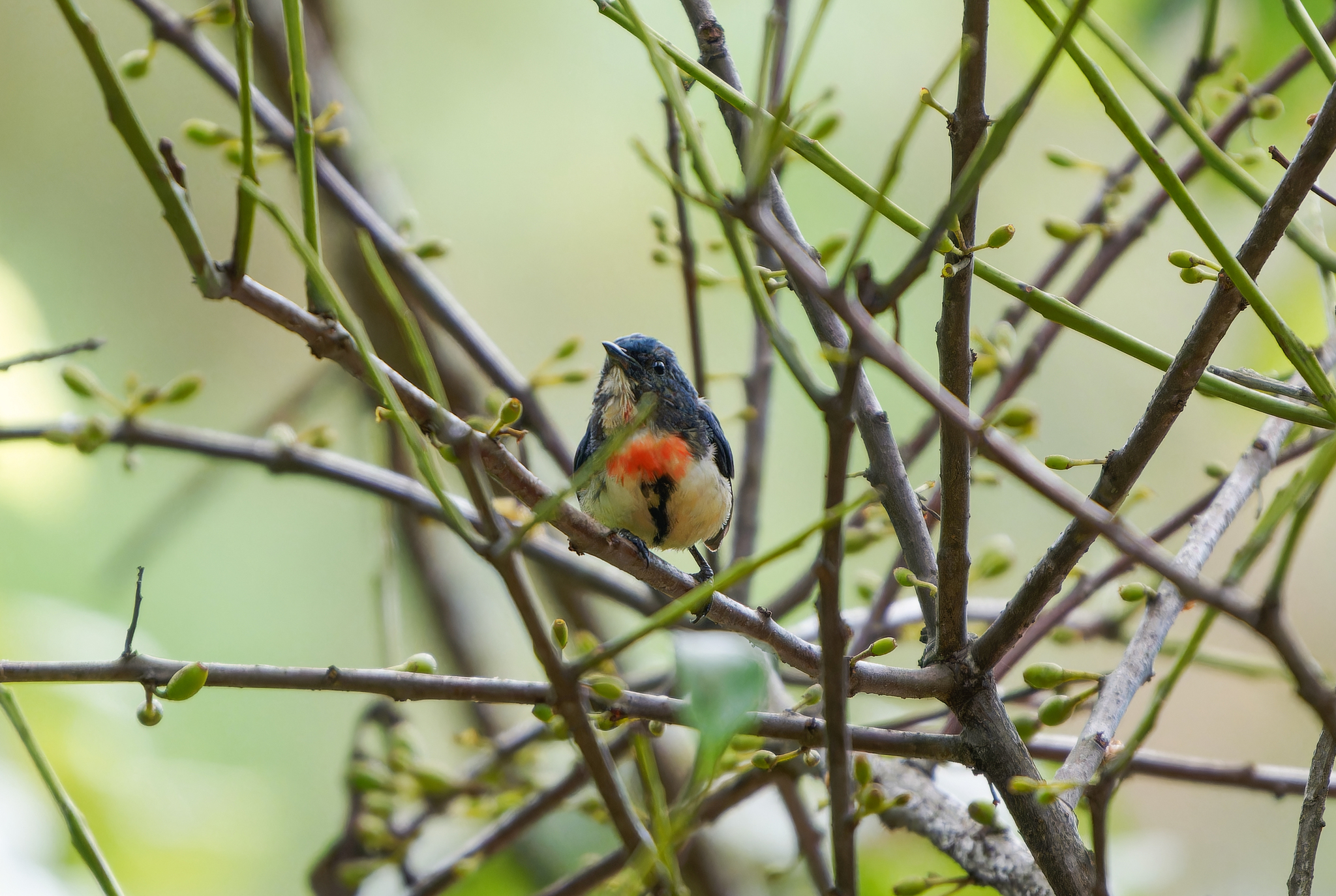 Fire-breasted Flowerpecker
