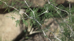 Asparagus suaveolens