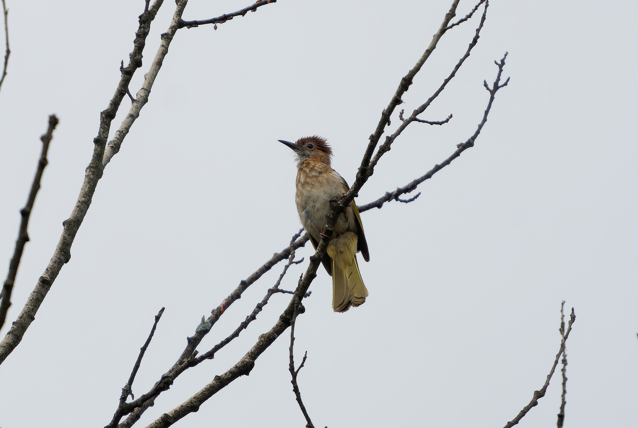 Mountain Bulbul
