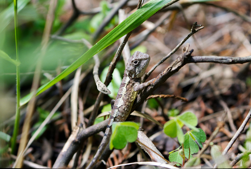 Chinese japalure, Diploderma varcoae