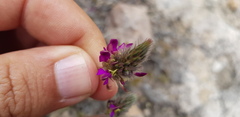 Dalea sericea