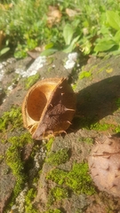 Aesculus hippocastanum