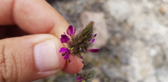 Dalea sericea