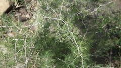 Asparagus suaveolens