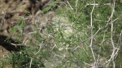 Asparagus suaveolens