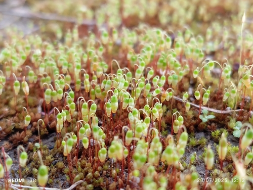 Gemmabryum coronatum observed 2025-07-28