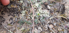 Dalea sericea