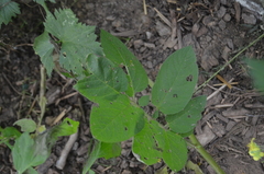 Phytophthora infestans