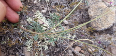 Dalea sericea