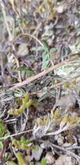 Dalea sericea