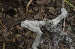 Phytophthora infestans