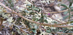 Dalea sericea