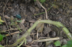 Phytophthora infestans