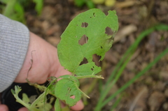 Phytophthora infestans