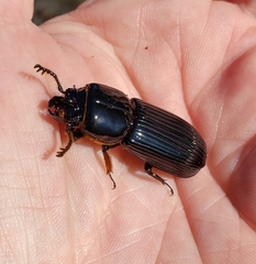 Odontotaenius disjunctus