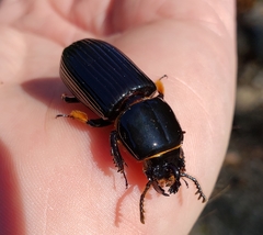 Odontotaenius disjunctus