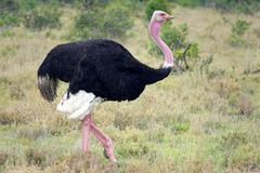 Struthio camelus massaicus