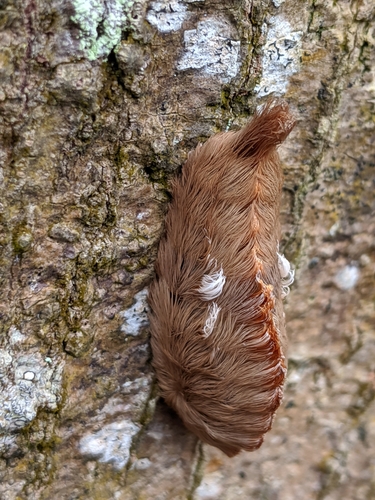 Southern Flannel Moth