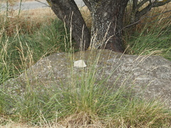 (c) Louis Aureglia, some rights reserved (CC BY) Brachypodium phoenicoides, photograph (c) Louis Aureglia, some rights reserved (CC BY)