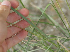 Brachypodium phoenicoides, photograph (c) Louis Aureglia, some rights reserved (CC BY)