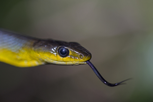 Common Tree Snake sighting