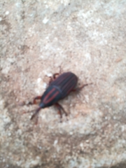 Rhynchophorus phoenicis