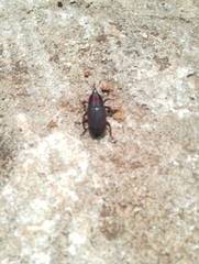 Rhynchophorus phoenicis