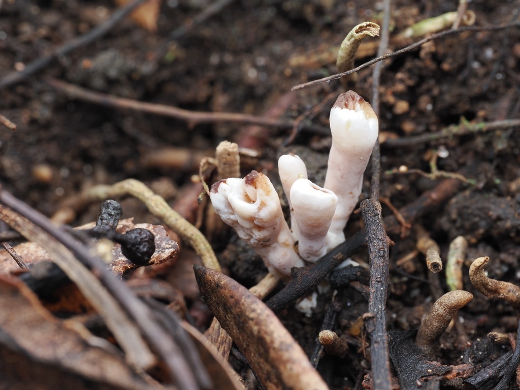 Stereopsis hiscens · July 2025 · photo: © catchwords (iNaturalist, cc-by)