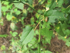 Kuschelina tenuilineata