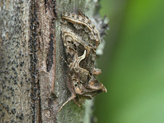 Autographa sansoni