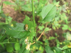 Kuschelina tenuilineata