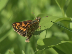 Carterocephalus skada