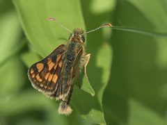 Carterocephalus skada
