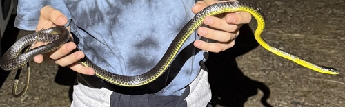 Common Tree Snake sighting