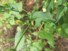 Kuschelina tenuilineata