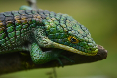 Abronia graminea