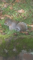 Sciurus carolinensis