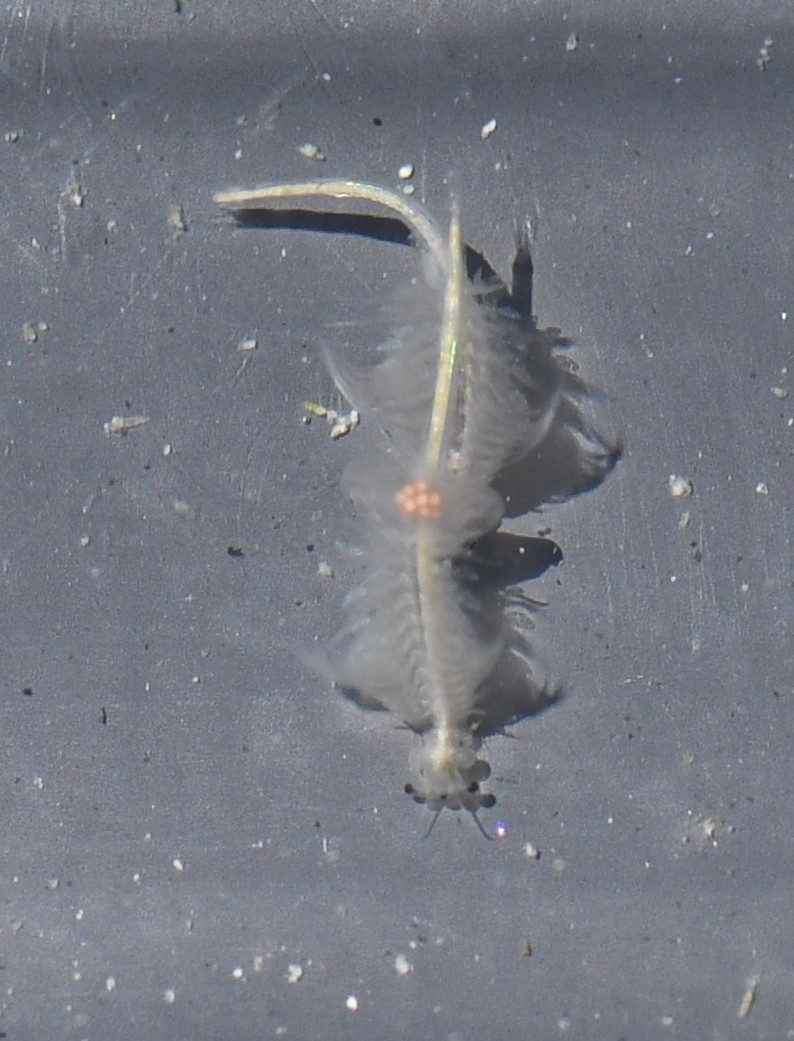 Artemia monica Verrill, 1869