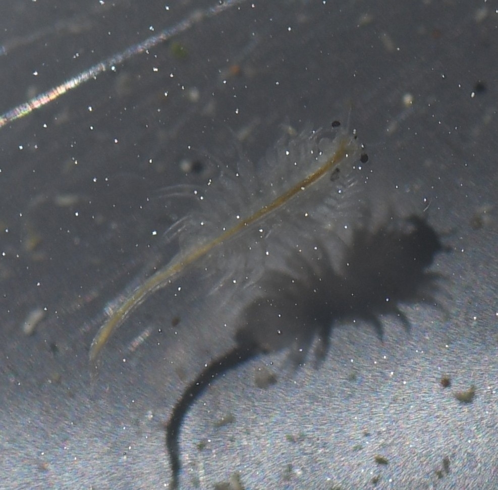 Artemia monica Verrill, 1869