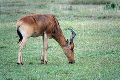 Alcelaphus buselaphus