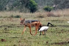 Lupulella mesomelas schmidti