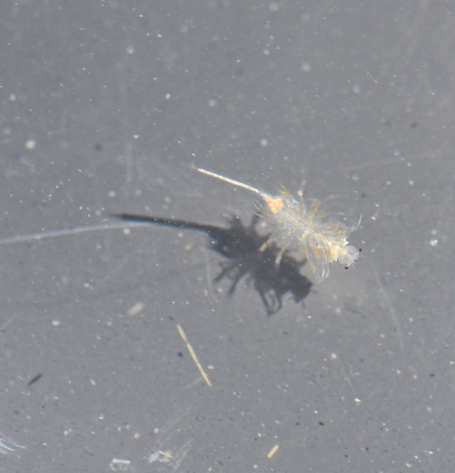 Artemia monica Verrill, 1869