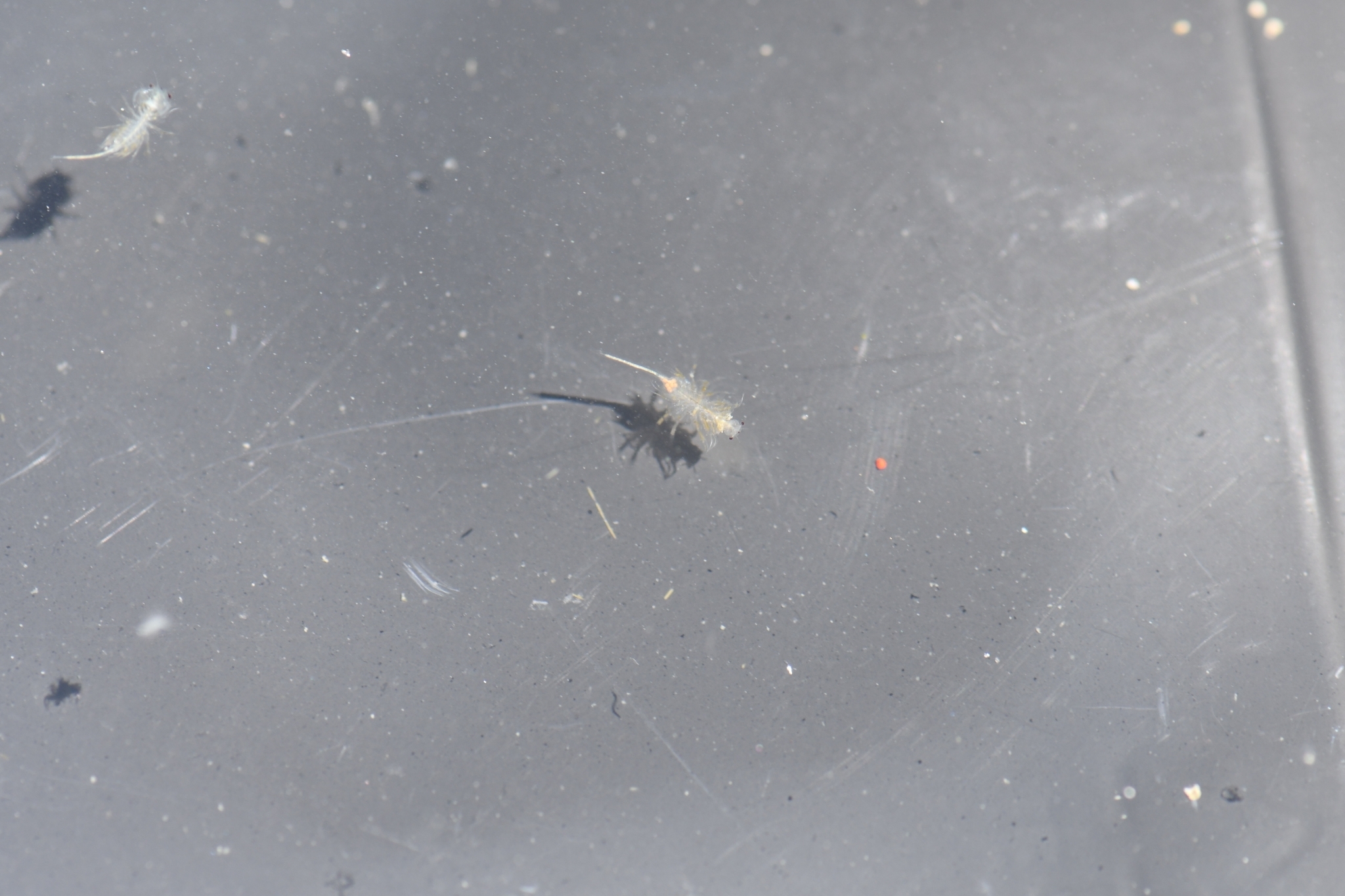 Artemia monica Verrill, 1869