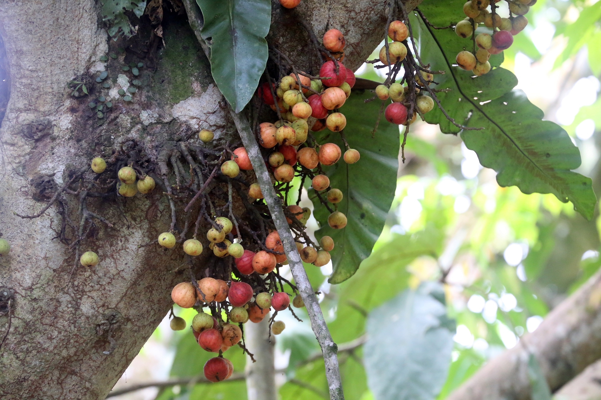 Ficus racemosa
