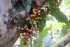 Cluster Fig - Photo (c) Haryadi, some rights reserved (CC BY-NC), uploaded by Haryadi