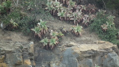 Bulbine latifolia latifolia